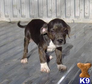 Beagle Puppies for Sale